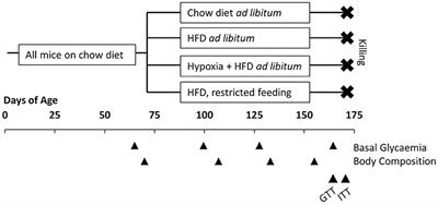 Life Under Hypoxia Lowers Blood Glucose Independently of Effects on Appetite and Body Weight in Mice